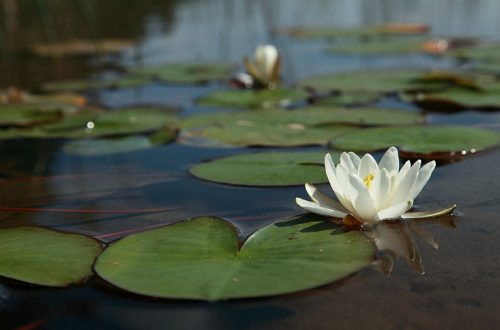 Water lily flower on pond.