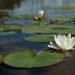 Water lily flower on pond.