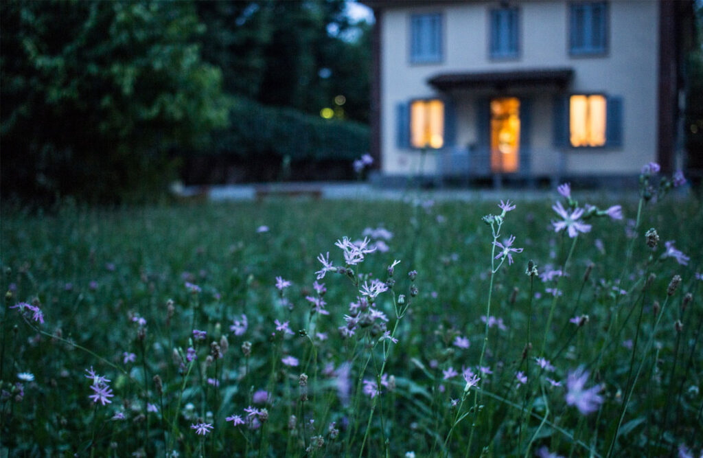 Backyard with wild flowers with a house in the distance.